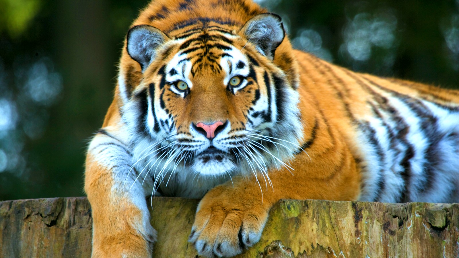 Tiger i Knuthenborg Safaripark