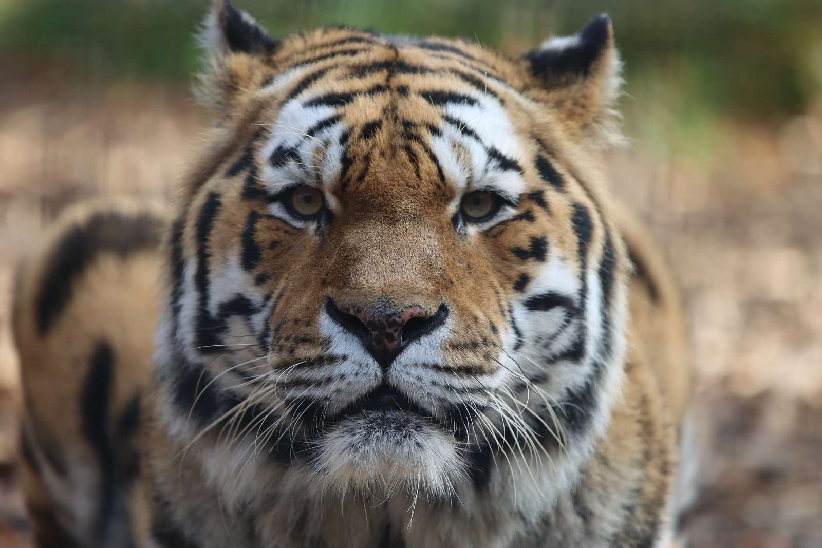 Tigerskoven