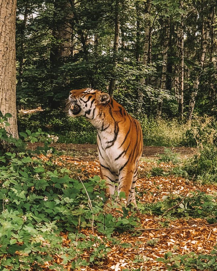 Knuthenborg Safaripark tiger