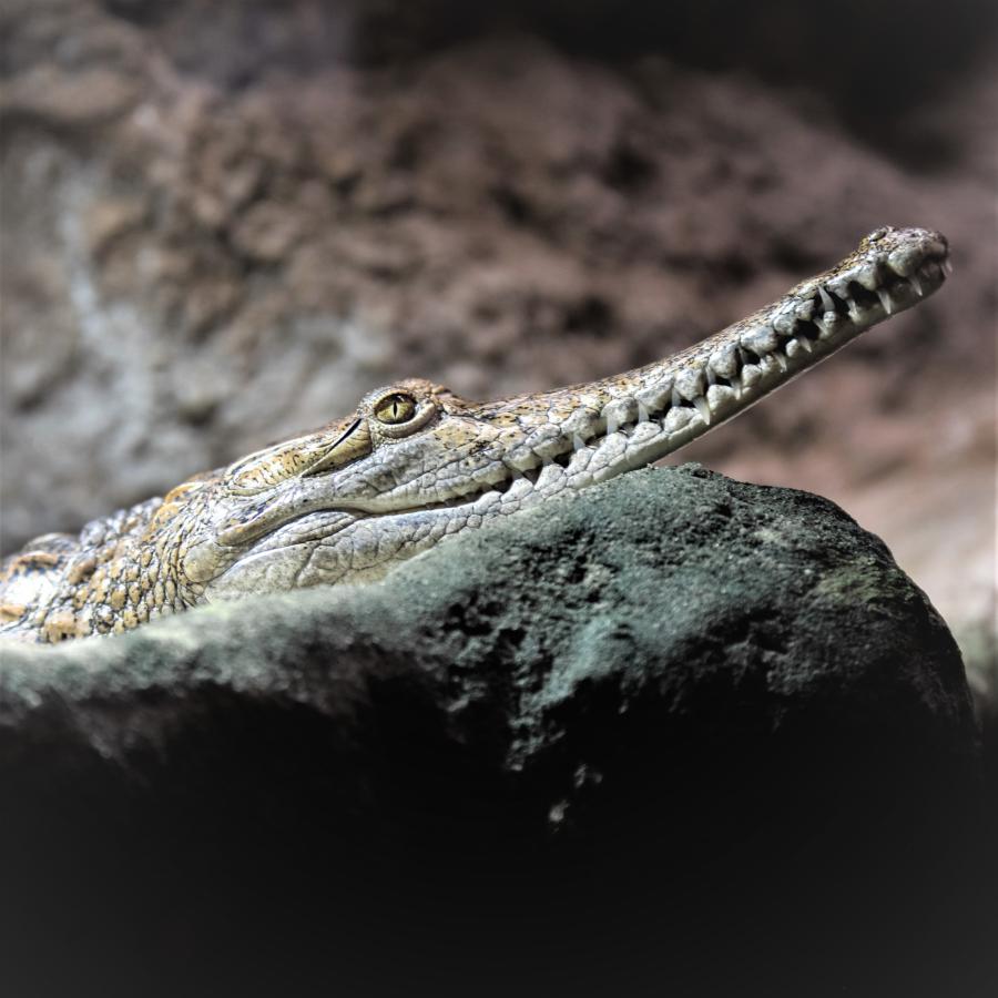 Krokodille Zoo