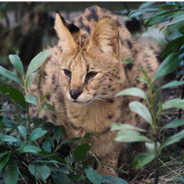 Pangea Park Falster serval
