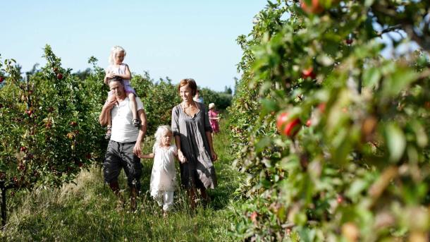 Fejø familie går i frugtplantage