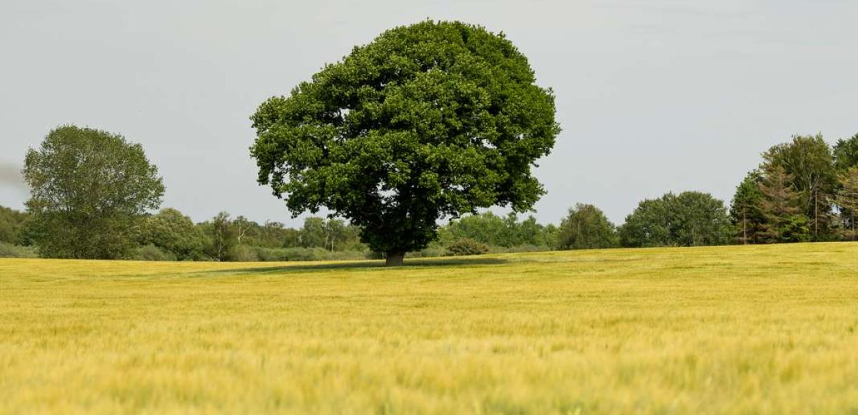 Stubbekøbing mark træ natur