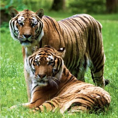 Knuthenborg Safaripark