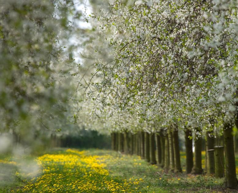Frederiksdal Kirsebærvin plantage